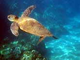 Sea Turtle